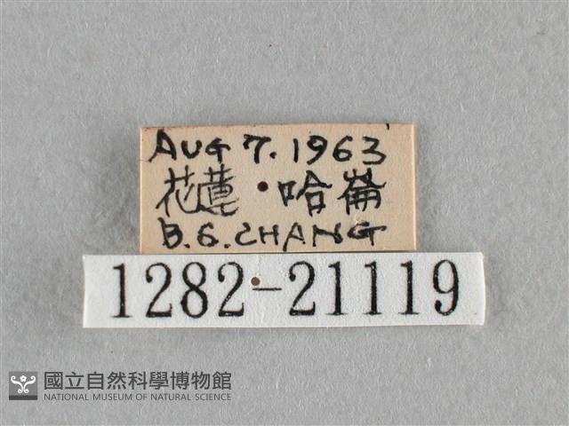 臺灣赭弄蝶藏品圖，第3張