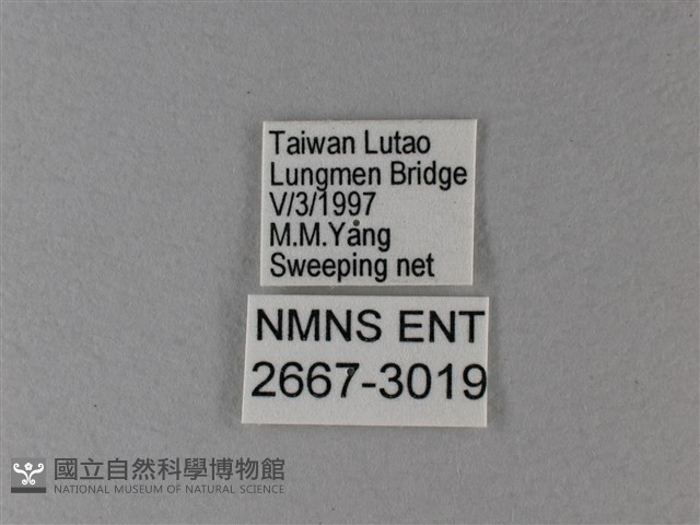 黑脈樺斑蝶藏品圖，第3張