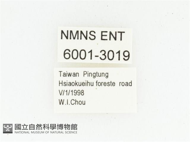 血紅虎斑花金龜藏品圖，第2張