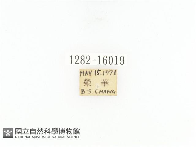 臺灣角金龜藏品圖，第2張