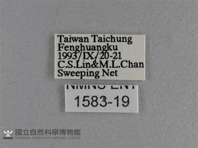 長紋黛眼蝶藏品圖，第3張