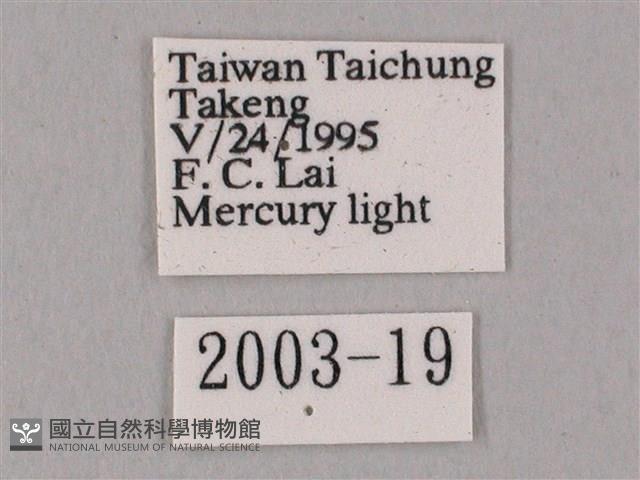 白點天蛾 藏品圖，第3張