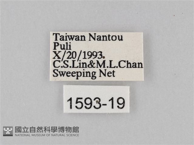 豆環蛺蝶藏品圖，第3張