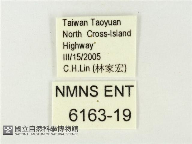 蔚青紫灰蝶藏品圖，第3張