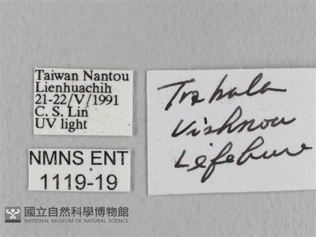 青枯葉蛾藏品圖，第3張