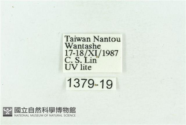 粉紅帶散紋夜蛾藏品圖，第3張