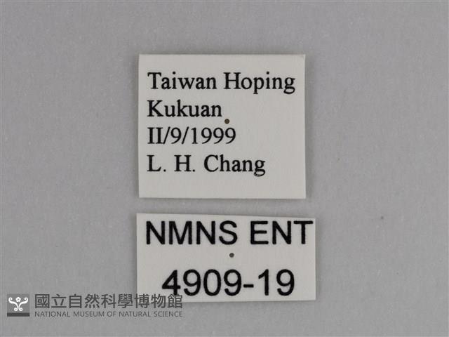 豔粉蝶藏品圖，第3張