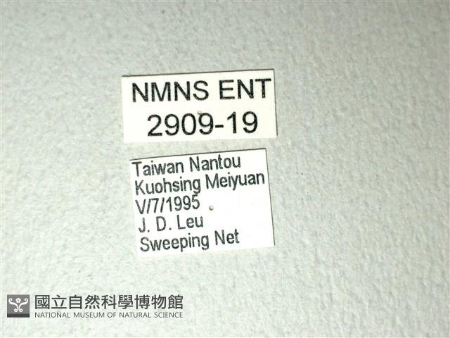 斑鳳蝶藏品圖，第3張