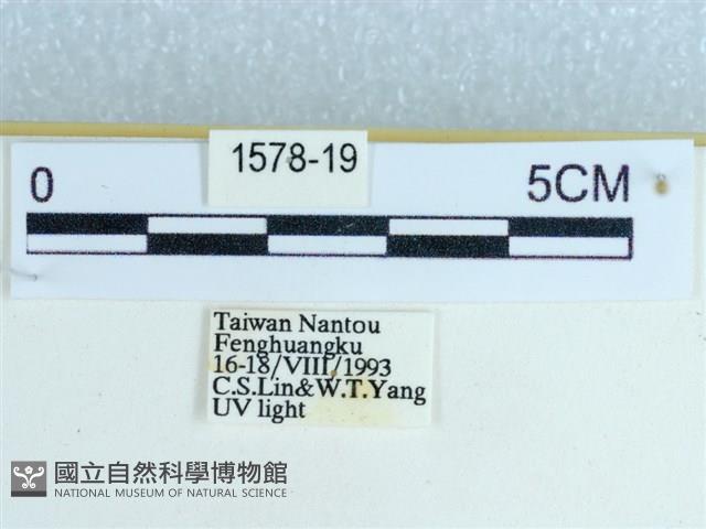 粉蝶燈蛾藏品圖，第3張