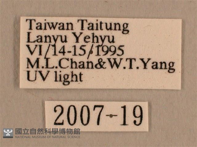 背線天蛾藏品圖，第3張