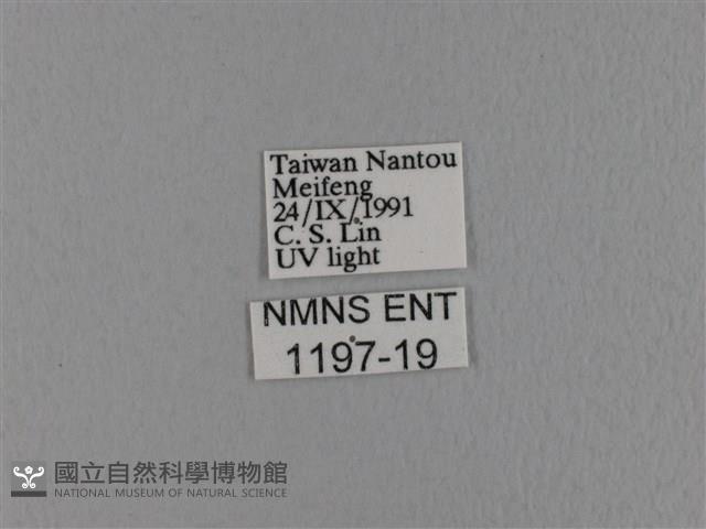 波紋枯葉蛾藏品圖，第3張