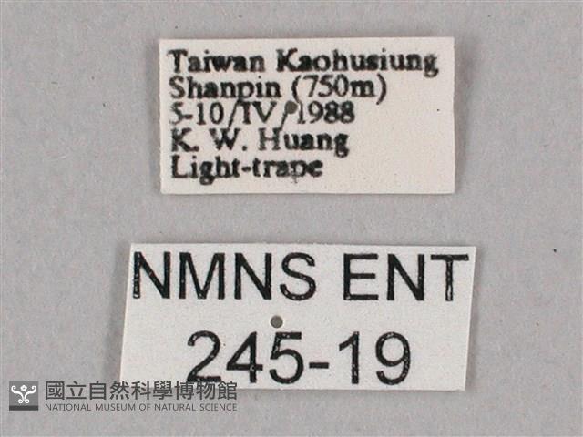 細斜紋霜天蛾藏品圖，第3張