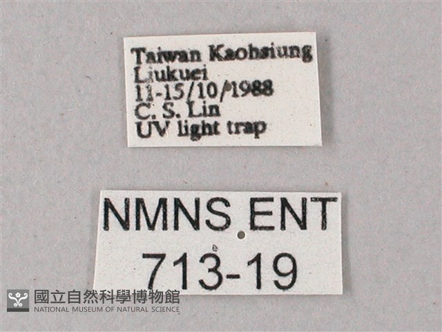 藏斜紋天蛾藏品圖，第3張