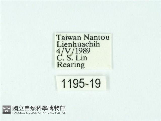 黃肩奇蛾藏品圖，第3張