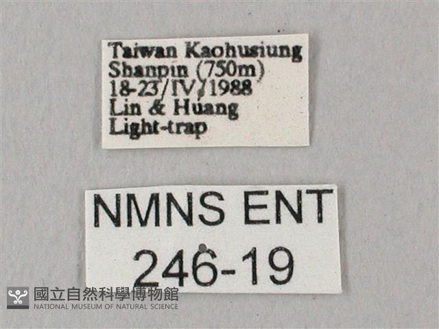 粗斜紋天蛾藏品圖，第3張