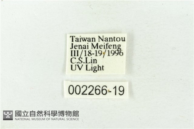 連珠波紋蛾藏品圖，第3張