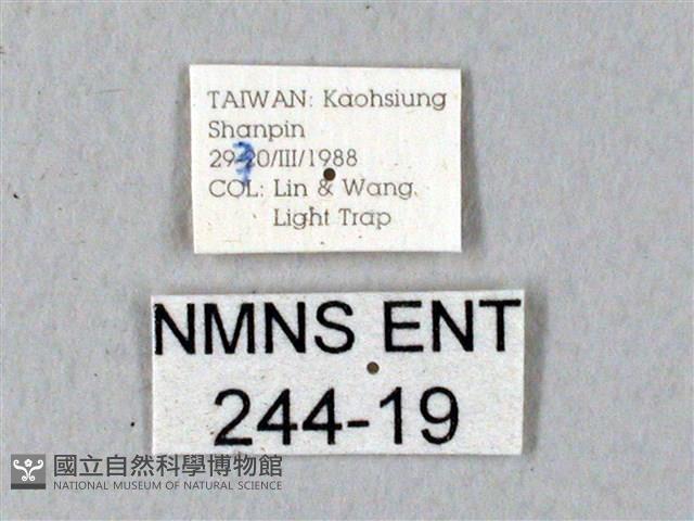 鬼臉天蛾藏品圖，第3張