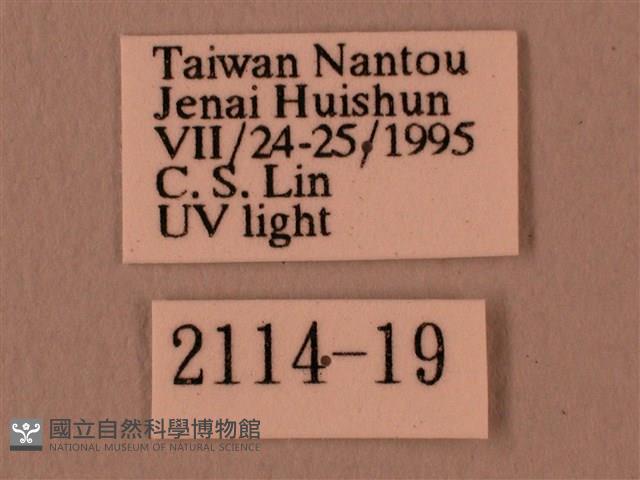 楓天蛾藏品圖，第3張