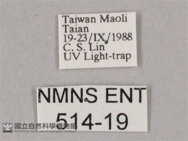 榆綠天蛾藏品圖，第3張