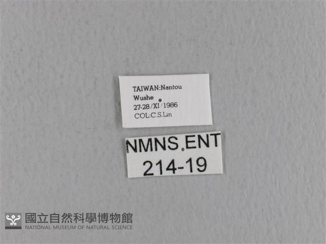 青枯葉蛾藏品圖，第3張