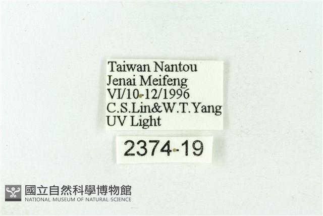 赭新污燈蛾藏品圖，第3張