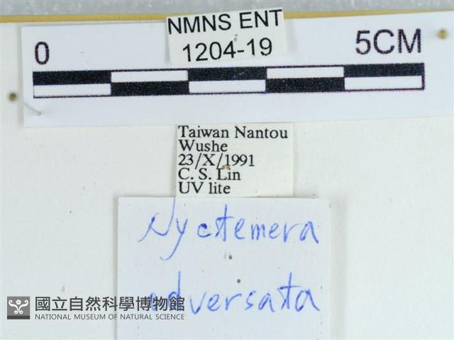 粉蝶燈蛾藏品圖，第3張