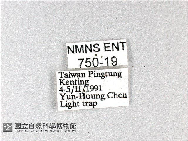 長翅弄蝶藏品圖，第3張