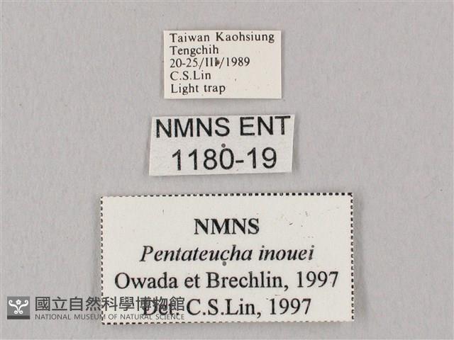 井上氏絨毛天蛾藏品圖，第3張