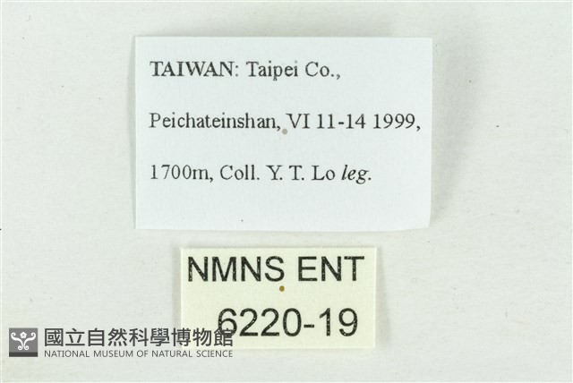 圓翅幽眼蝶藏品圖，第3張