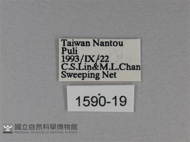 白裳貓蛺蝶藏品圖，第3張