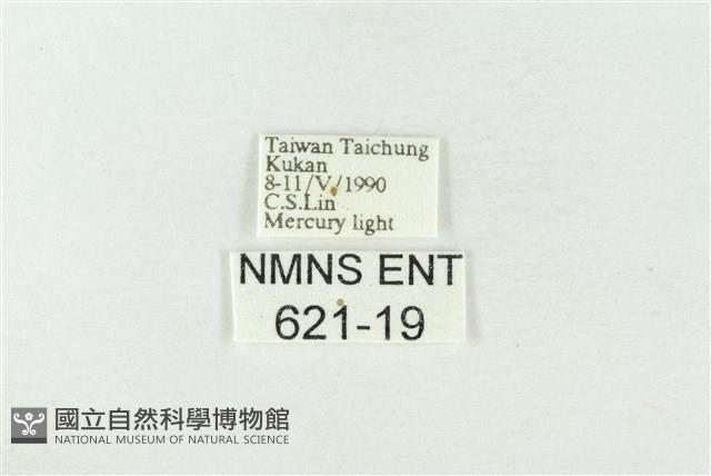 基褐綠刺蛾藏品圖，第3張