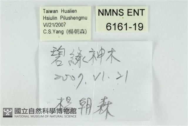 臺灣焰灰蝶藏品圖，第3張