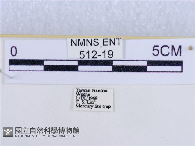 後凸蝶燈蛾藏品圖，第3張