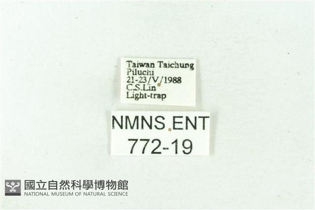 赭新污燈蛾藏品圖，第3張