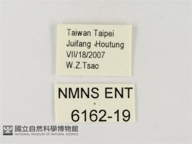 飛龍白粉蝶藏品圖，第3張