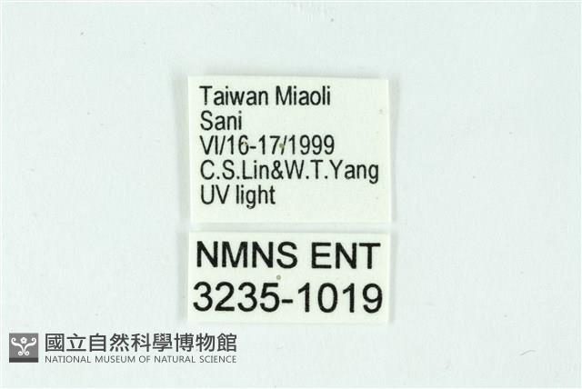 三條橙燈蛾藏品圖，第3張