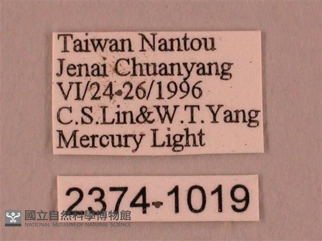 栗六點天蛾藏品圖，第3張