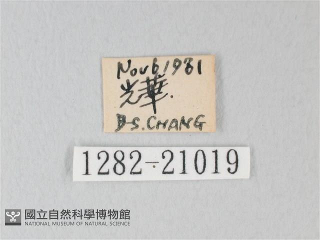 靛色琉灰蝶藏品圖，第3張