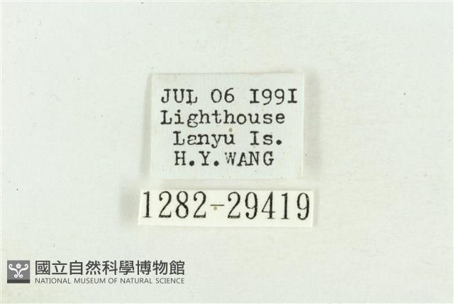 弧角散紋夜蛾藏品圖，第3張