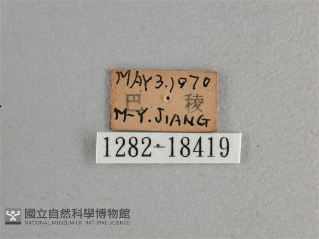 大紅蛺蝶藏品圖，第3張