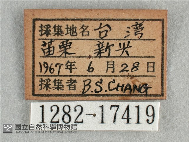 散紋盛蛺蝶藏品圖，第3張