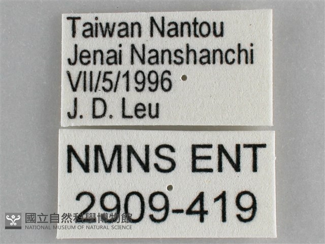 網絲蛺蝶、石牆蝶藏品圖，第3張
