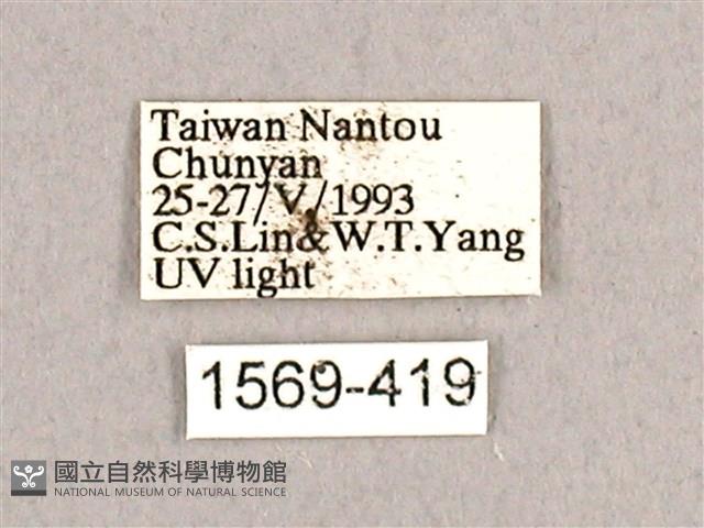 枯球籮紋蛾藏品圖，第3張