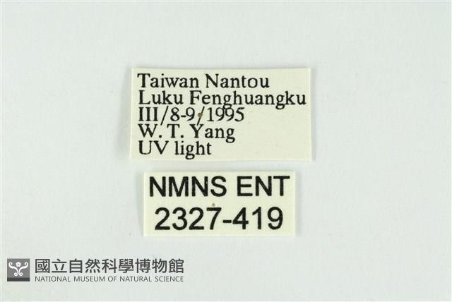 黑翅黃毒蛾藏品圖，第3張