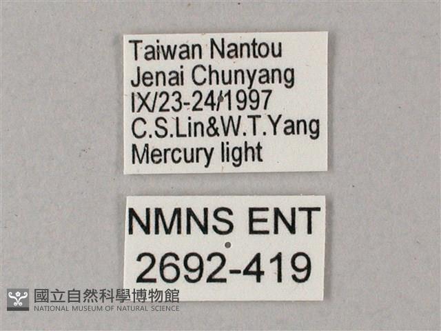 齒翅三線天蛾藏品圖，第3張