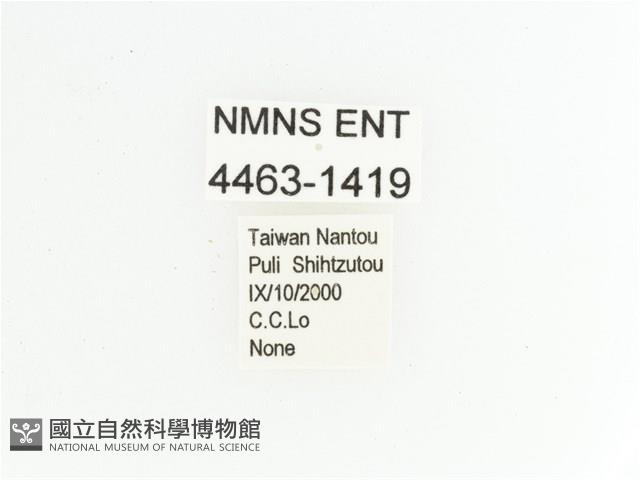 臺灣瘦花金龜藏品圖，第2張