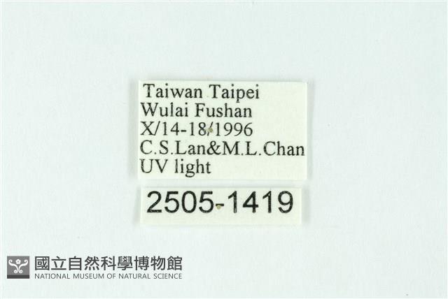 三條橙燈蛾藏品圖，第3張