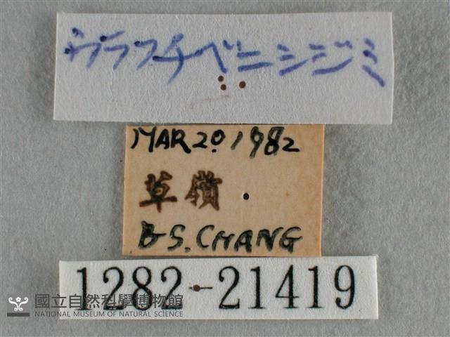紫日灰蝶藏品圖，第3張