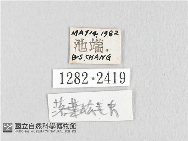 鋸紋枯葉蛾藏品圖，第3張