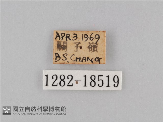 褐翅蔭眼蝶藏品圖，第3張